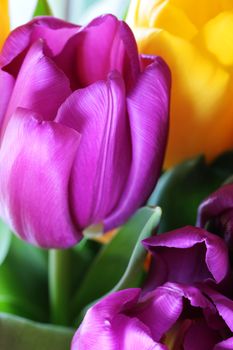 Wonderful tulip bouquet bright closeup macro photo