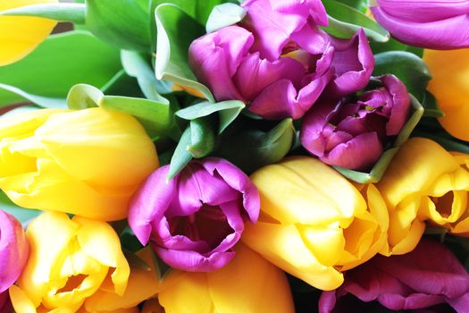 Wonderful tulip bouquet bright closeup macro photo