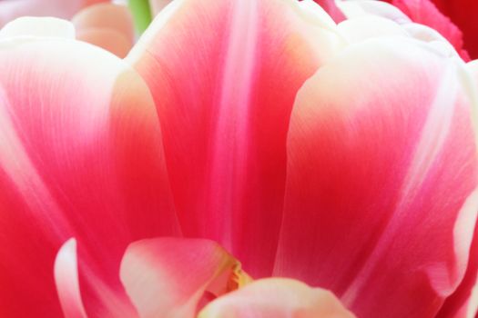 Beautiful close up macro photo of tulip