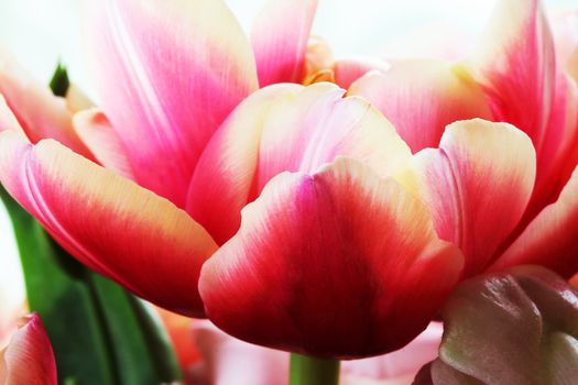 Beautiful close up macro photo of tulip