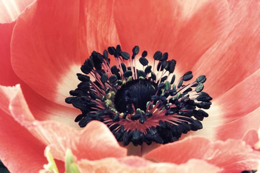 Red poppy flower macro close up photo  in vintage style