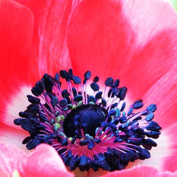 Red poppy flower macro close up photo