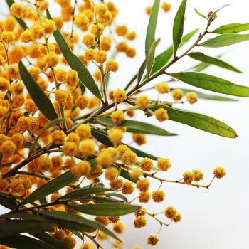 Mimosa yellow flowers isolated on white closeup