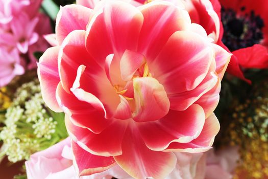 Beautiful close up macro photo of tulip