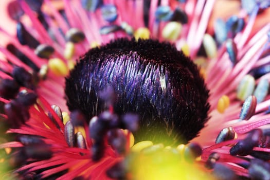 Red poppy flower macro close up photo