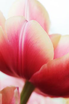 Beautiful close up macro photo of tulip