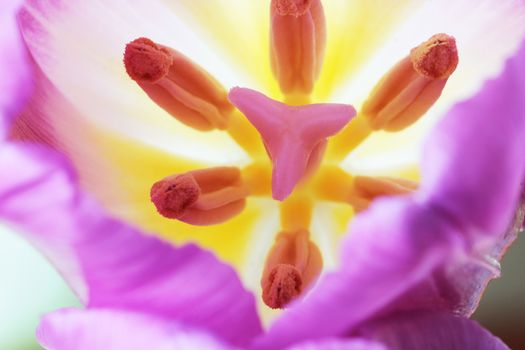 Beautiful close up macro photo of tulip