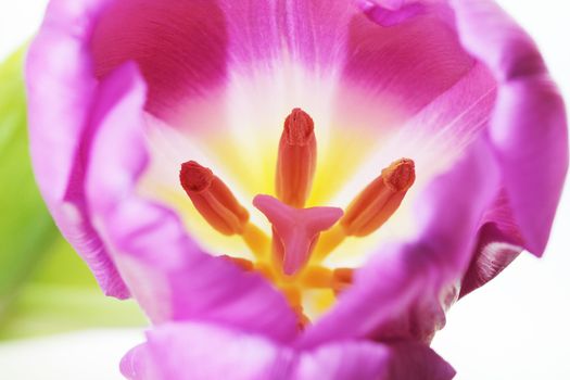 Beautiful close up macro photo of tulip