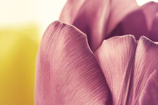 Beautiful close up macro photo of tulip in vintage style