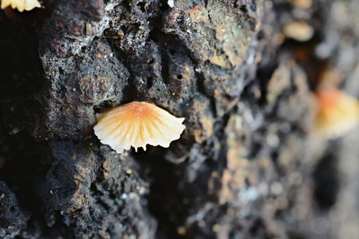 Orange mushroom growing on the side of a rotting tree stump