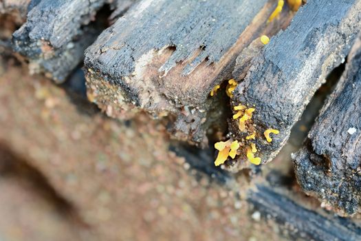 Yellow jelly fungus grows on decaying wood (Calocera viscosa)