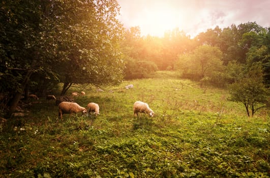 Group of sheep grazing grass on pasture on a meadow.