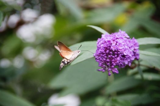 Hummingbird Hawk-moth, Macroglossum stellatarum, drinking nectar from purple buddleia flower.