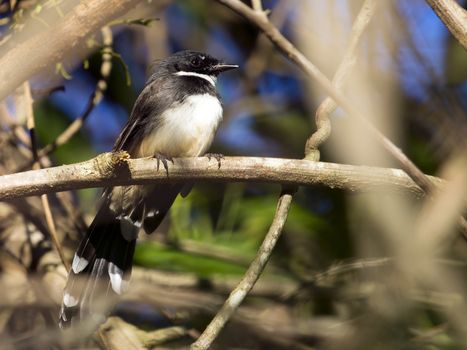 Image of magpie perched on tree branch. in forest, Thailand.