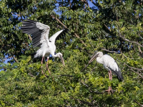 Image of stork perched on tree branch.