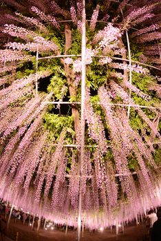 wisteria flowers in japan with illumination