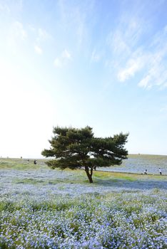 nemophila bloom in japan