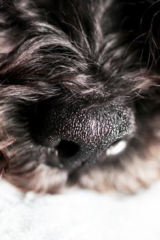 Dog's nose close up with selective focus