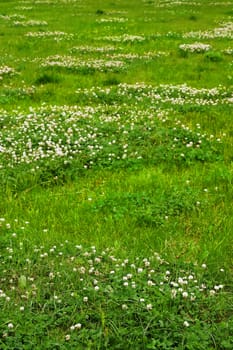 Green grass field texture with clover flowers.