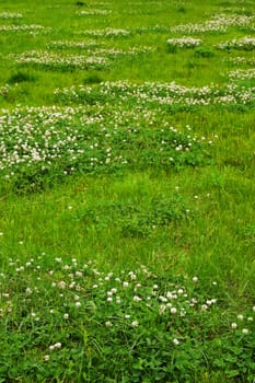 Green grass field texture with clover flowers.