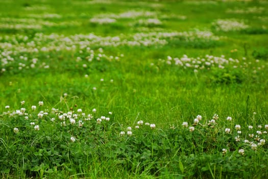 Green grass field texture with clover flowers.