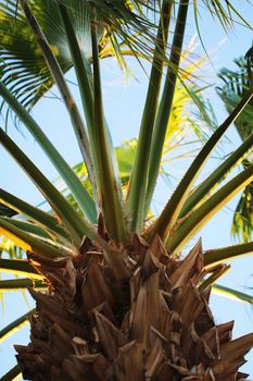 Date palm trunk close up beautiful  photo