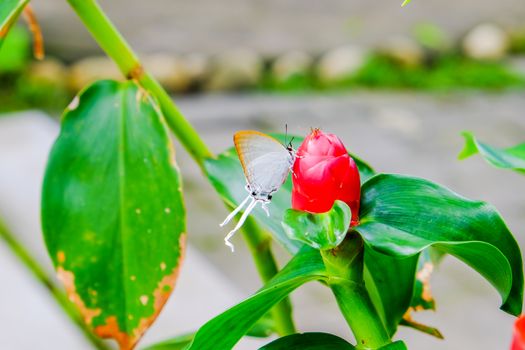 White butterfly and red flower