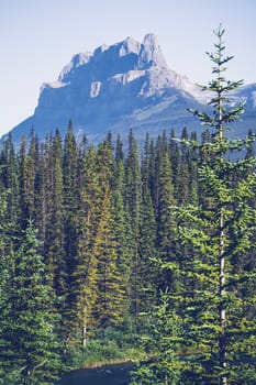 Pine tree forest in a valley beneath a mountain