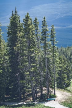 Tall pine trees on a hill in a national park