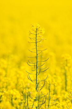 Rapeseed flower rising up on a yellow field