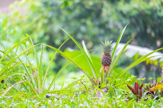 Mini pineapple tropical fruit in Thailand