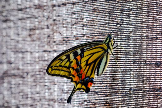 Beautiful butterfly on grey background