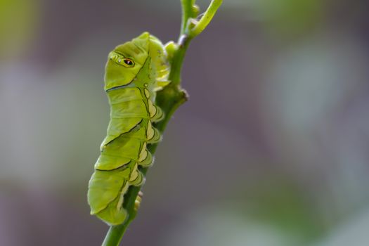 One green caterpillar on branch