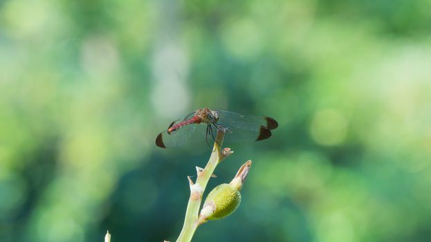 Beautiful dragonfly in the nature