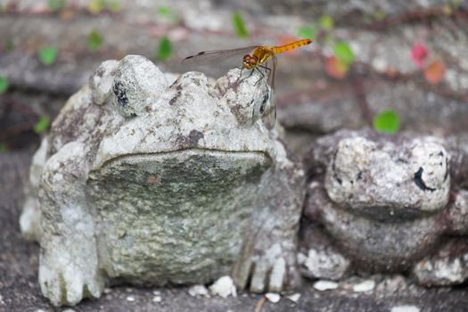 Beautiful dragonfly in the nature