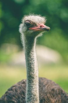 Ostrich with a long neck in a green park