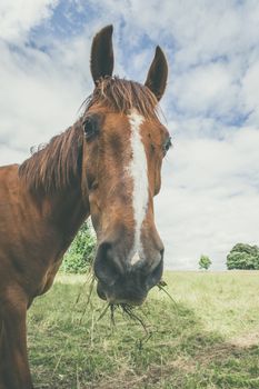 Horse caught by surprise with grass in the mouth