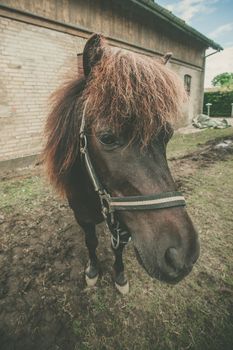 Horse with red hair at a rural farm