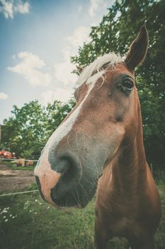 Cute horse close-up with a fly near the eye