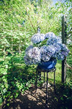 Hortensia flowers in a blue flowerpot on a garden terrace