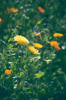 Calendula flowers in yellow and orange colors on a green meadow