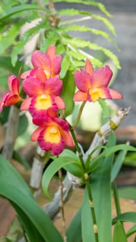 Close up of beautiful orchids blooms in garden