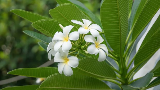 White and yellow Plumeria ( frangipani flowers ) in garden