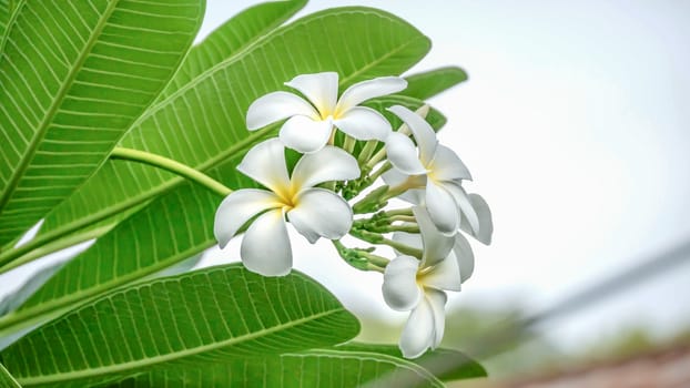 White and yellow Plumeria ( frangipani flowers ) in garden