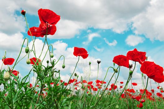 scarlet poppies on a background of the cloudy sky