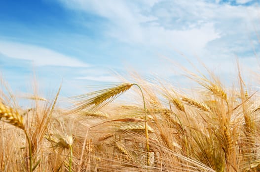 Wheat field and blue sky with clouds