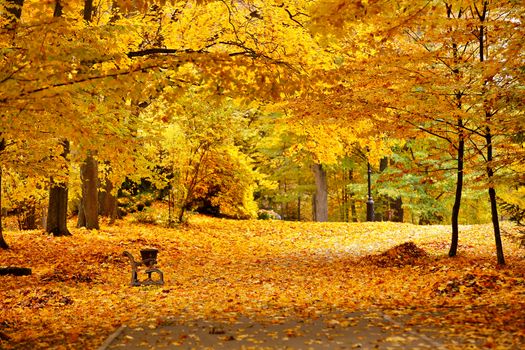 Autumn October colorful park. Foliage trees alley in park