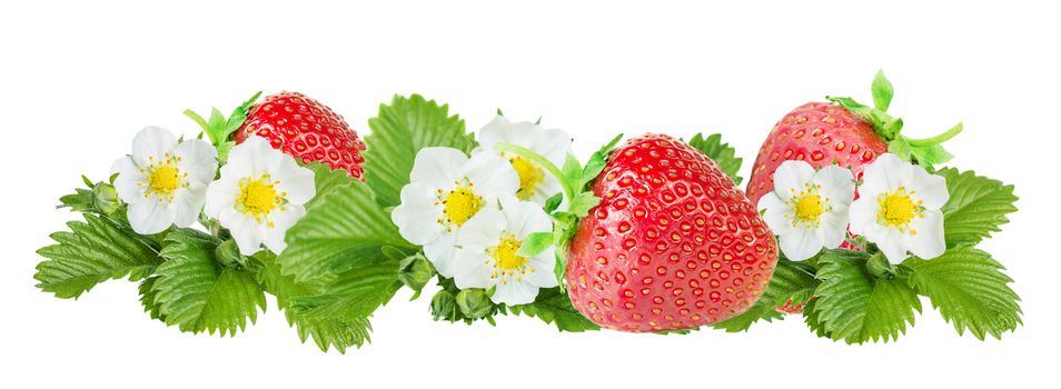 Border composed of large red ripe strawberries and white flowers and green leaves of strawberry isolated on white background