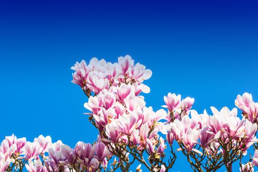 Cherry tree with pink blossoms in spring against blue sky.