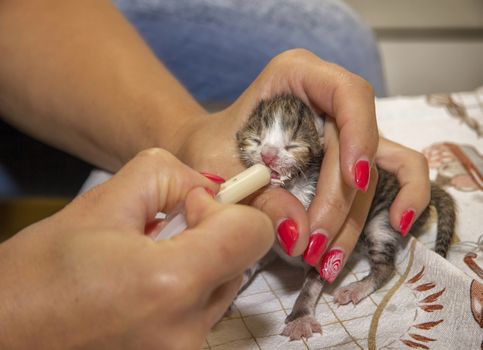 feeding a newborn abandoned kitten at home